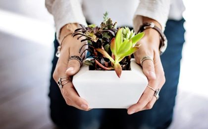 Here’s Another Fun Investment To Try At Home! Make Money From Selling Indoor Plants.