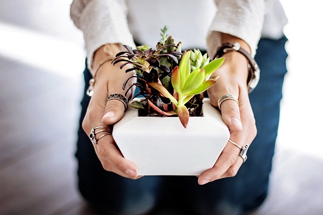 Here’s Another Fun Investment To Try At Home! Make Money From Selling Indoor Plants.
